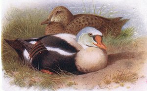 Król Eider